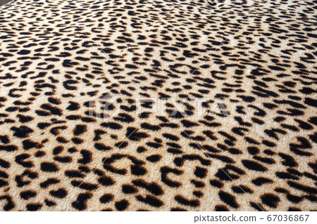 wild animal pattern background or texture, Leopard jungle theme print 67036867