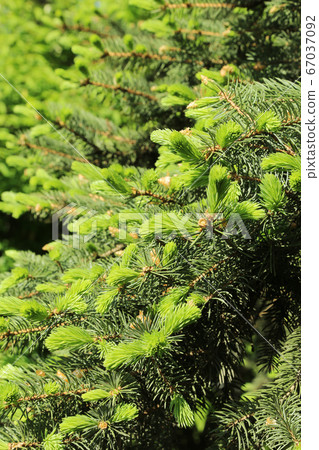 Beautiful branches of spring coniferous tree 67037092