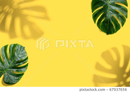 Tropical monstera leaf with shadow Tropical monstera leaf with shadow 67037656