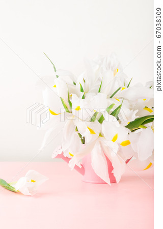 Beautiful White Iris Flowers on Pink Background Beautiful White Iris Flowers on Pink Background 67038109