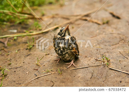 fledgling robin sitting on a path fledgling robin sitting on a path 67038472