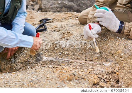 paleontologists have discovered a fossil in the paleontologists have discovered a fossil in the 67038494