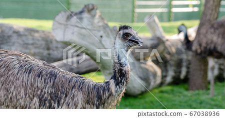 Portrait of a South American ostrich Nandu 67038936