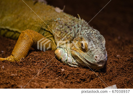 Close-up of a multi-colored Green Iguana Close-up of a multi-colored Green Iguana 67038937