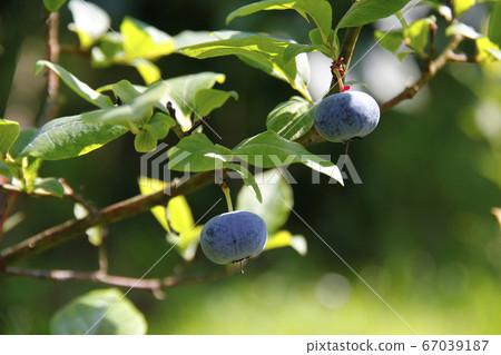 Growing Bog whortleberry (Vaccinium uliginosum). Growing Bog whortleberry (Vaccinium uliginosum). 67039187