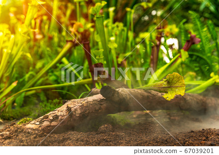 Nepenthes carnivorous plants in the morning mist in the rain forest 67039201