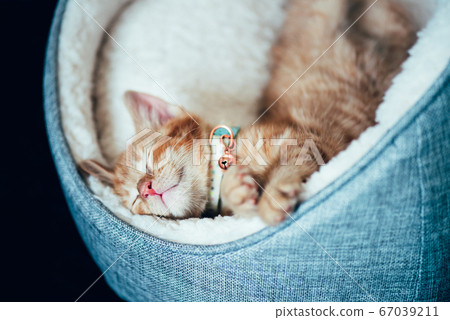 Cute ginger kitten sleeps 67039211