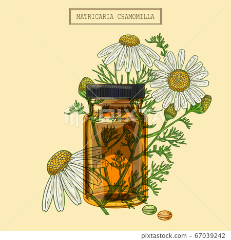 Medical Chamomile flowers and vial and pills 67039242