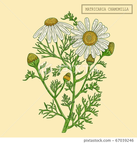 Medical Chamomile Branch Medical Chamomile Branch 67039246