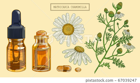 Chamomile and Two Vials Chamomile and Two Vials 67039247