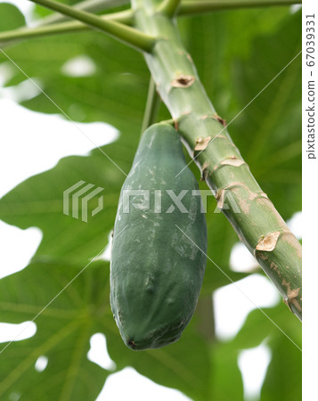 木瓜樹 木瓜樹 67039331