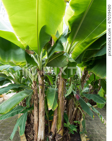 Banana tree 67039400