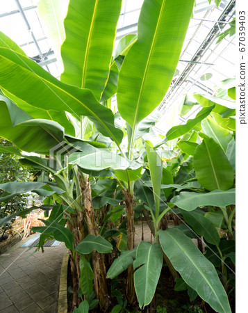 Banana tree Banana tree 67039403