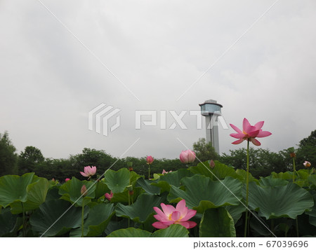古蓮花沒佐藤 古蓮花沒佐藤 67039696