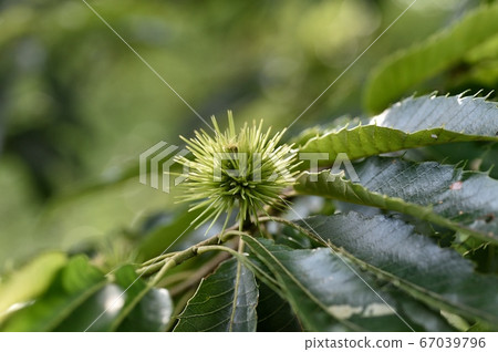 年輕的栗子果實 67039796