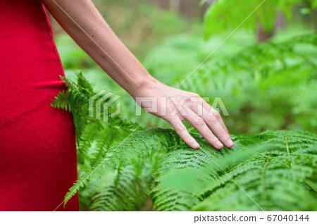 Female hand, with long graceful fingers gently touches the plant, leaves of fern. Close-up shot of 67040144
