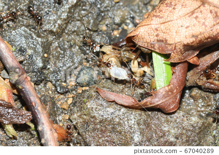 A worker of a giant ant carries larvae 67040289