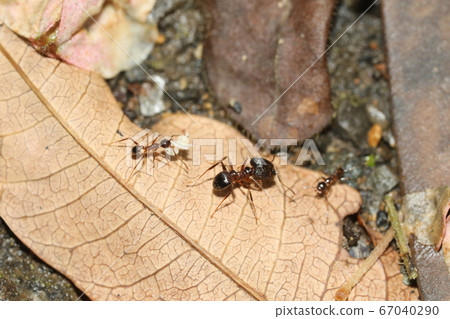 Great ants soldiers and workers 67040290