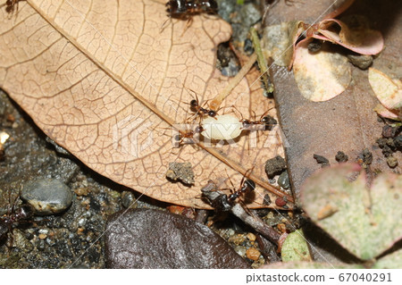 A worker of a giant ant carries larvae 67040291