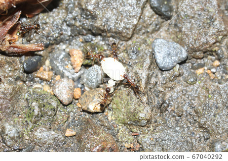 一隻巨型螞蟻的工人攜帶幼蟲 一隻巨型螞蟻的工人攜帶幼蟲 67040292