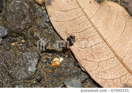 偉大的螞蟻士兵螞蟻 67040335