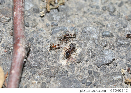 偉大的螞蟻士兵和工人 偉大的螞蟻士兵和工人 67040342