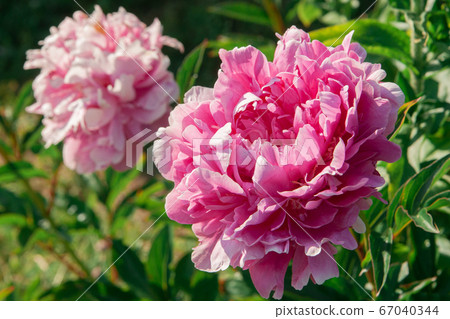 Pink peony flower grows on a bush 67040344