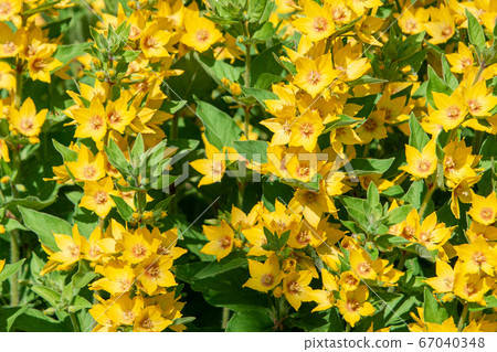 Garden Loosestrife flower grows in the garden (Lysimachia vulgaris) Garden Loosestrife flower grows in the garden (Lysimachia vulgaris) 67040348