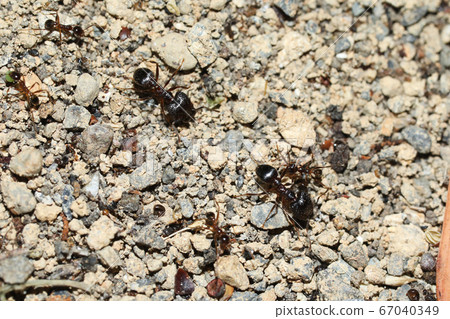 Great ants soldiers and workers 67040349