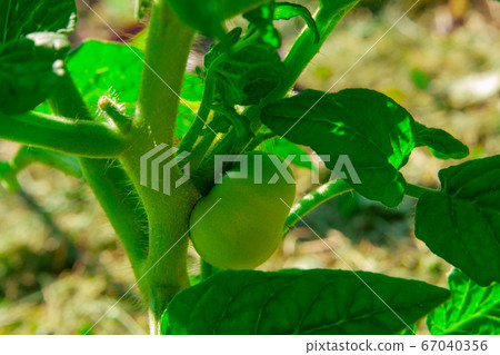 Unripe cherry tomato on a branch outdoors Unripe cherry tomato on a branch outdoors 67040356