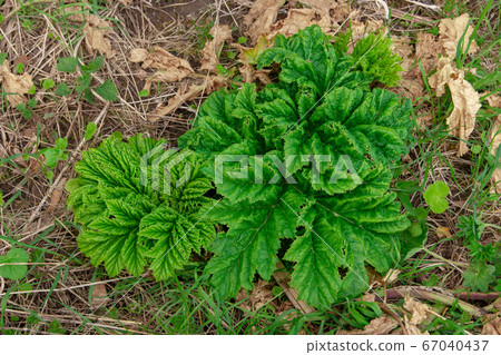 Young sprout of a poisonous and dangerous plant Heracleum sosnowskyi. Young sprout of a poisonous and dangerous plant Heracleum sosnowskyi. 67040437