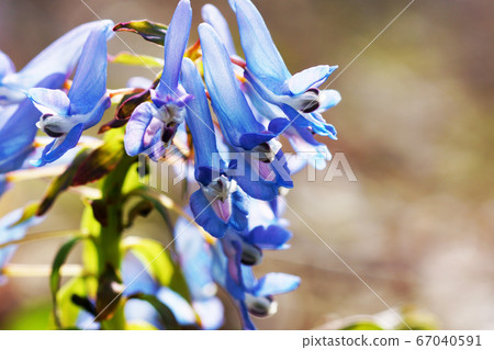 Blue-purple flower "Corydalis angustifolia" Blue-purple flower "Corydalis angustifolia" 67040591