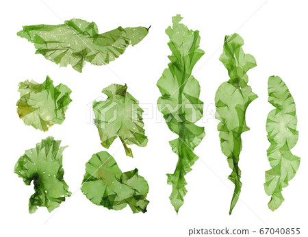 Seaweed material Usba Aonori Aosa 67040855