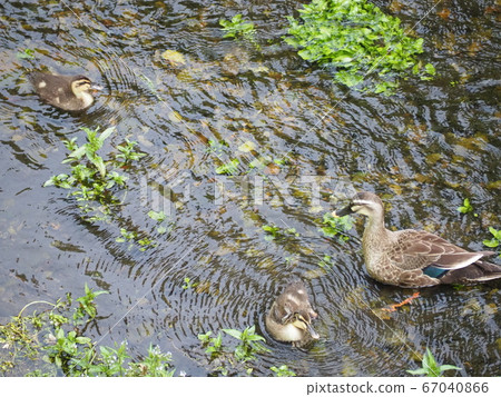鴨 67040866