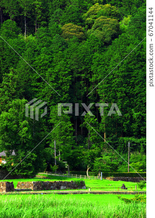 Omihachiman City, Shiga Prefecture, Azuchi Castle Ruins, Azuchi Castle Ruins and Greenery [June] 67041144