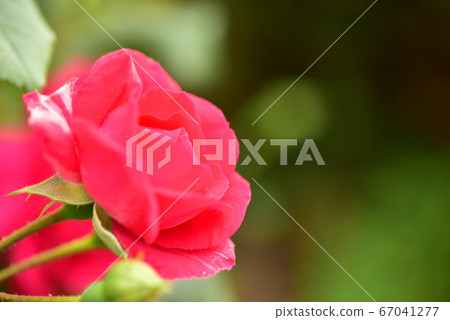 Rose   67041277