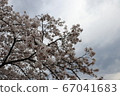 櫻花和天空 67041683