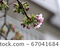 櫻桃芽 67041684