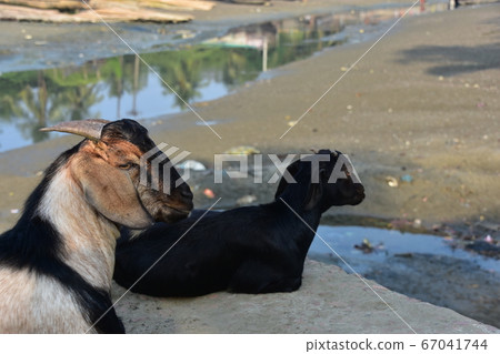 Cox's Bazar in Bangladesh Coastal fishing village and low tide sea Goat's parent and child sitting on the beach and cute little goat 67041744