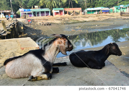 Cox's Bazar in Bangladesh Coastal fishing village and low tide sea Goat's parent and child sitting on the beach and cute little goat 67041746