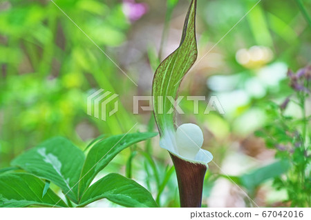 White snowy flowers White snowy flowers 67042016