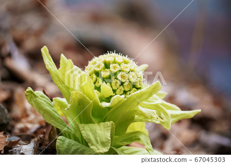 春天來到了Hikinooto 春天來到了Hikinooto 67045303