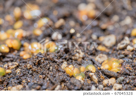 櫻桃番茄愛子種子播種 櫻桃番茄愛子種子播種 67045328