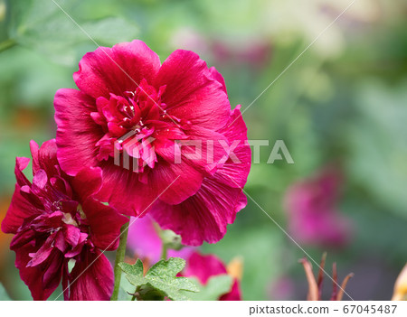 Purple mallow in sunny day 67045487