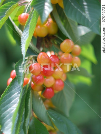 Cherry orchard Cherry orchard 67045721