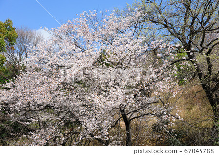 Odaka Ryokuchi公園的櫻花 67045788