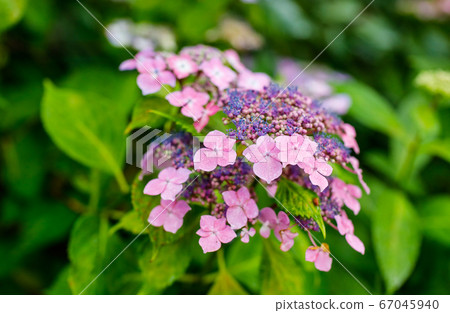 宮城縣仙台市的 Shifukuji 在雨中盛開的美麗繡球 照片素材 圖片 圖庫 宮城縣仙台市的 Shifukuji 在雨中盛開的美麗繡球 照片素材 圖片 圖庫