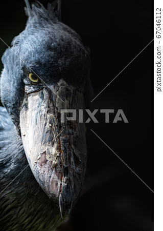 犀利的琵鷺2 犀利的琵鷺2 67046112