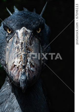 犀利的琵鷺3 67046113