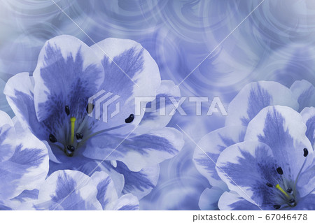 Floral blue-white beautiful background.  Flower 67046478